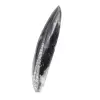 Orthoceras fossile Marocco - 2