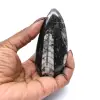Fossile di Orthoceras - 0