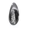 Fossile di Orthoceras - 1