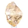 Legno fossilizzato naturale lucidato - 1