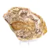 Legno fossilizzato naturale lucidato - 2