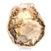 Legno pietrificato naturale lucidato - 1