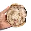 Legno silicizzato naturale - 0
