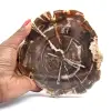 Legno fossilizzato lucidato dal Madagascar - 0