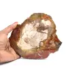 Fetta di legno fossilizzato del Madagascar - 0