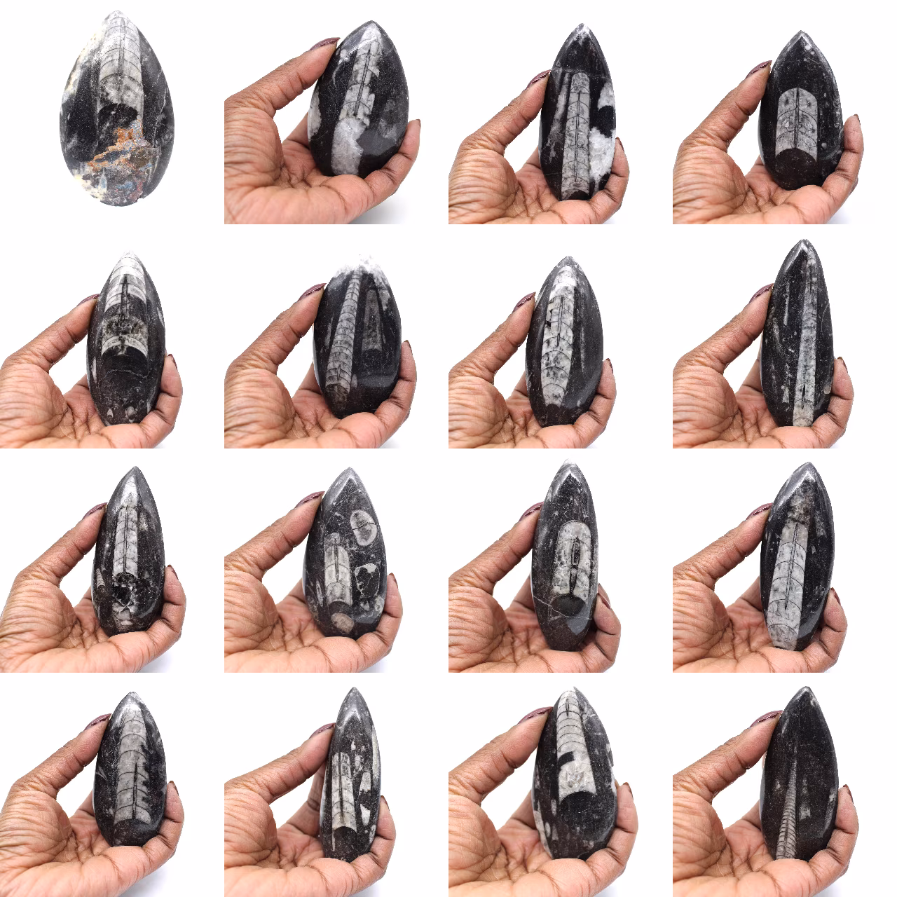 Fossile di Orthoceras dal Marocco