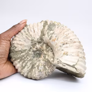 Ammonite Douvilleiceras inaequinodum