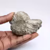 Ammonite Douvilleiceras inaequinodum