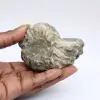 Ammonite Douvilleiceras inaequinodum - 0