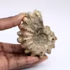 Ammonite Douvilleiceras inaequinodum