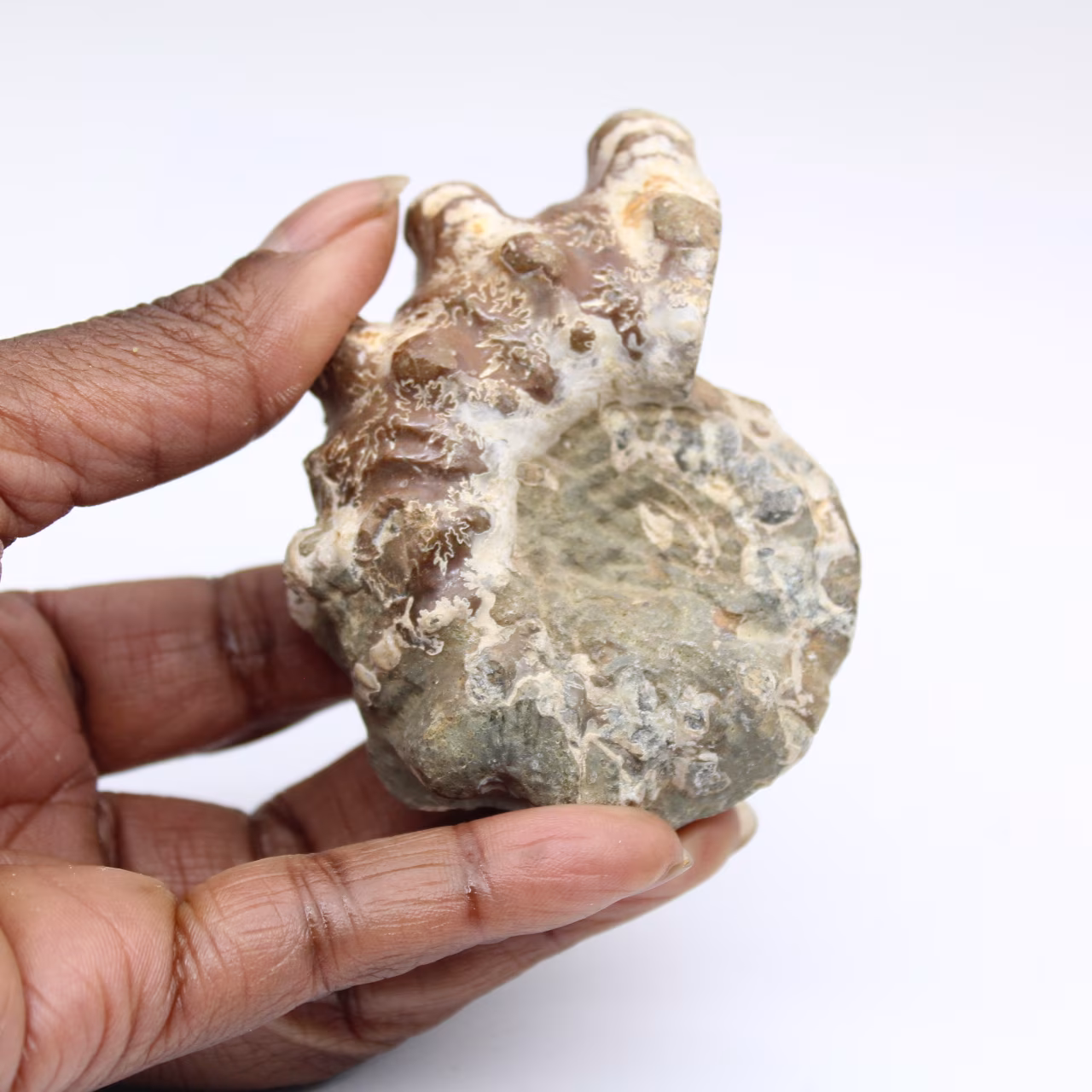 Ammonite Douvilleiceras inaequinodum