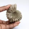 Ammonite Douvilleiceras inaequinodum - 0