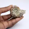 Ammonite Douvilleiceras inaequinodum - 0