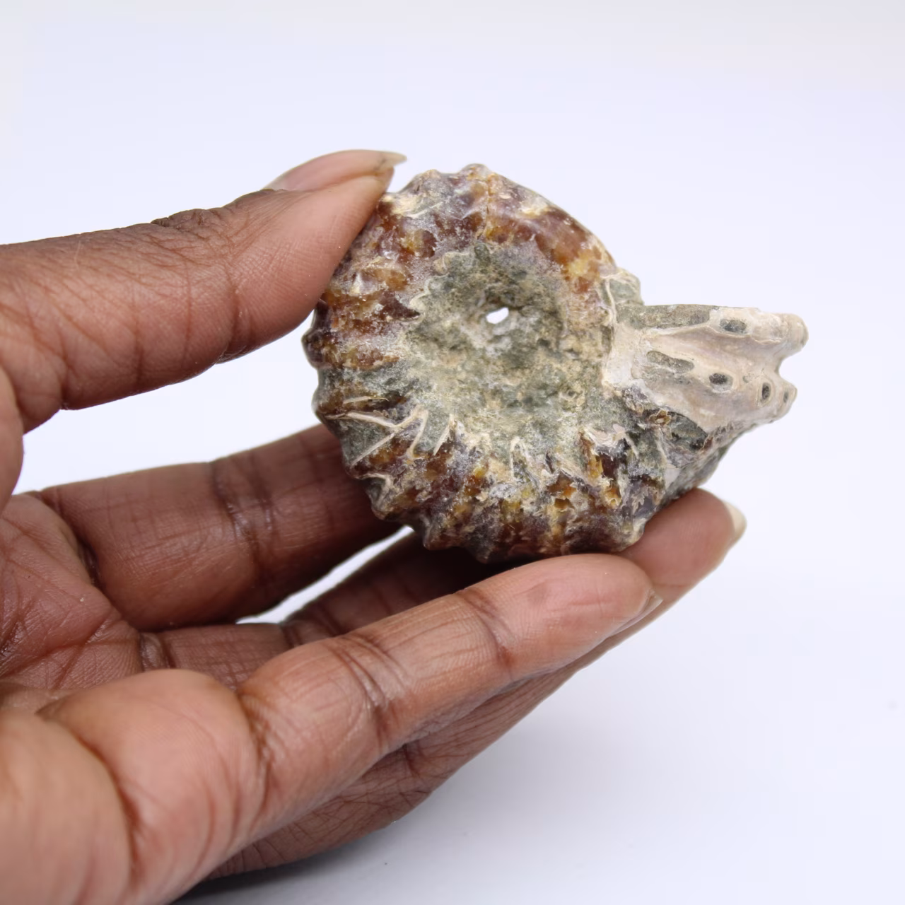 Ammonite Douvilleiceras inaequinodum