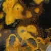Jasper calabrone indonesiano: ornamento in pietra naturale lucidata - 15