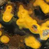 Jasper calabrone indonesiano: ornamento in pietra naturale lucidata - 16