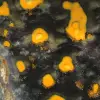 Jasper a forma libera: autentico esemplare da collezione - 10