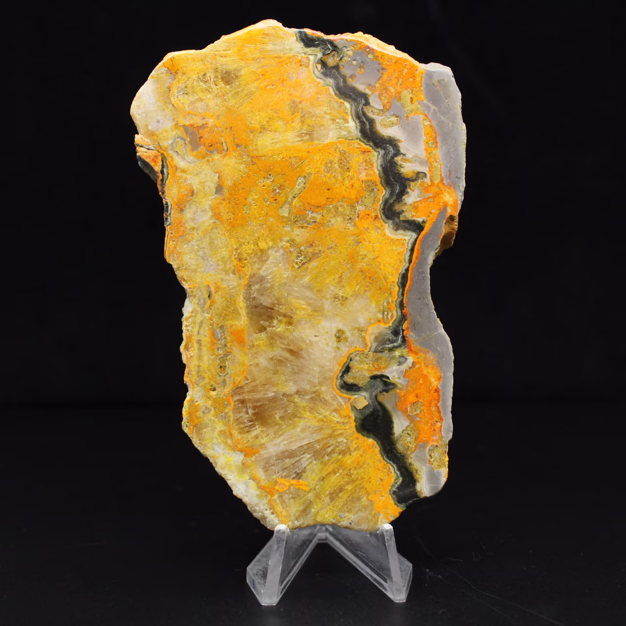 Bumblebee Jasper: esemplare da collezione