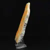 Fetta di diaspro a forma di calabrone - Qualità da collezione - 3