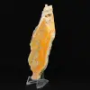 Jasper calabrone indonesiano: un pezzo da esposizione - 5