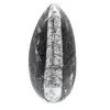 Orthoceras fossile dal Marocco - 0