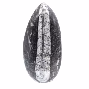 Orthoceras fossile dal Marocco