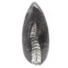 Orthoceras fossile - 0