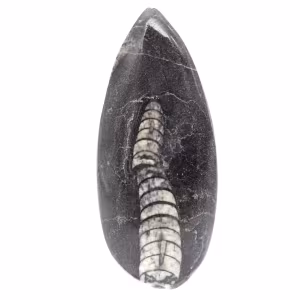 Orthoceras fossile