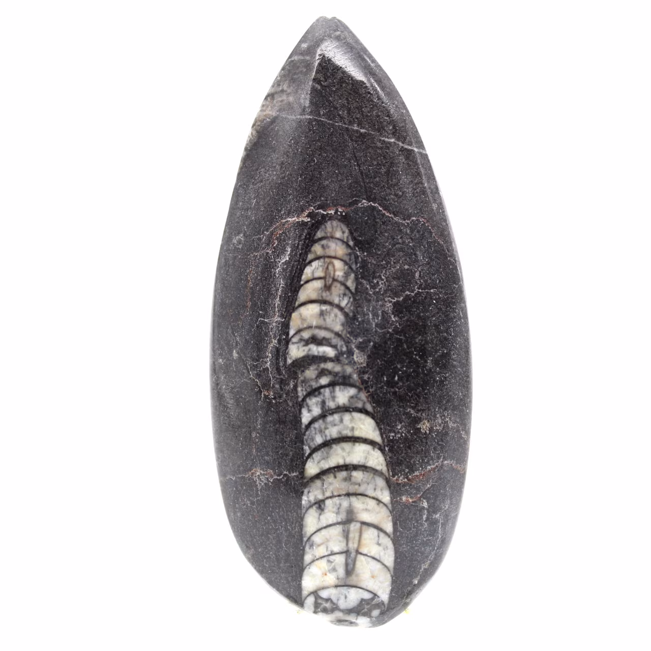 Orthoceras fossile