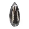 Orthoceras fossile dal Marocco - 0