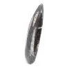 Orthoceras fossile dal Marocco - 2