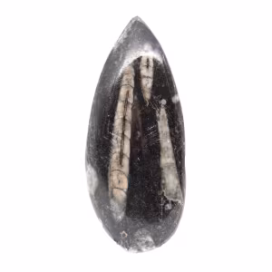 Orthoceras fossile dal Marocco