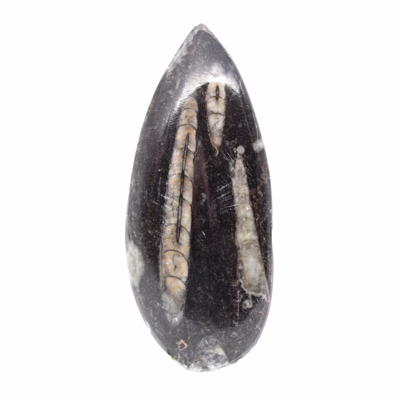 Orthoceras fossile dal Marocco