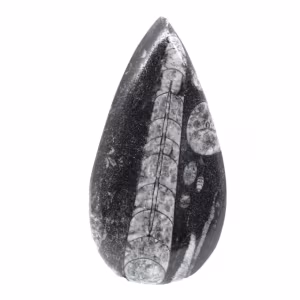 Orthoceras fossile