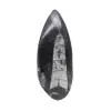 Orthoceras fossile - 0