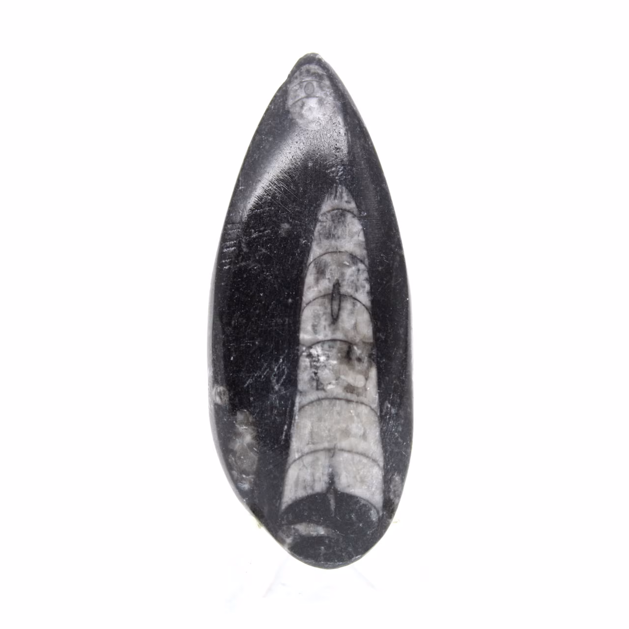 Orthoceras fossile