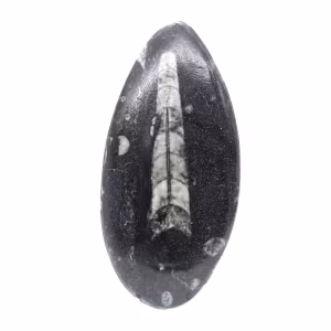 Orthoceras fossile dal Marocco