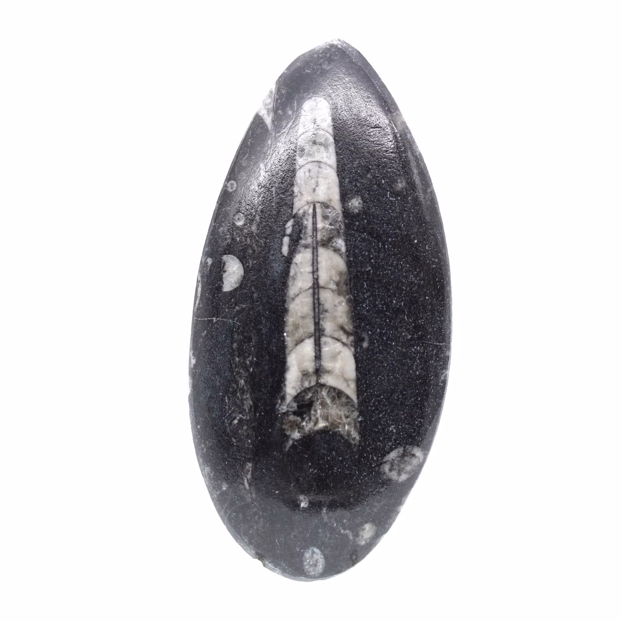 Orthoceras fossile dal Marocco
