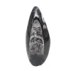 Orthoceras fossile dal Marocco - 0