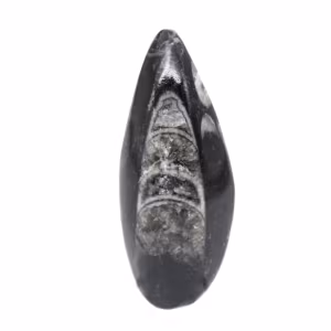Orthoceras fossile dal Marocco