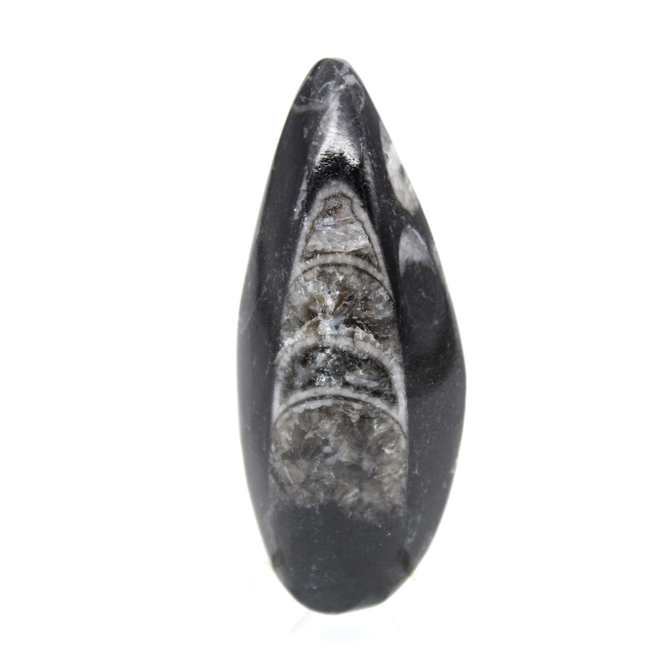 Orthoceras fossile dal Marocco