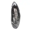 Orthoceras fossile - 0