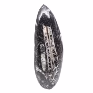 Orthoceras fossile