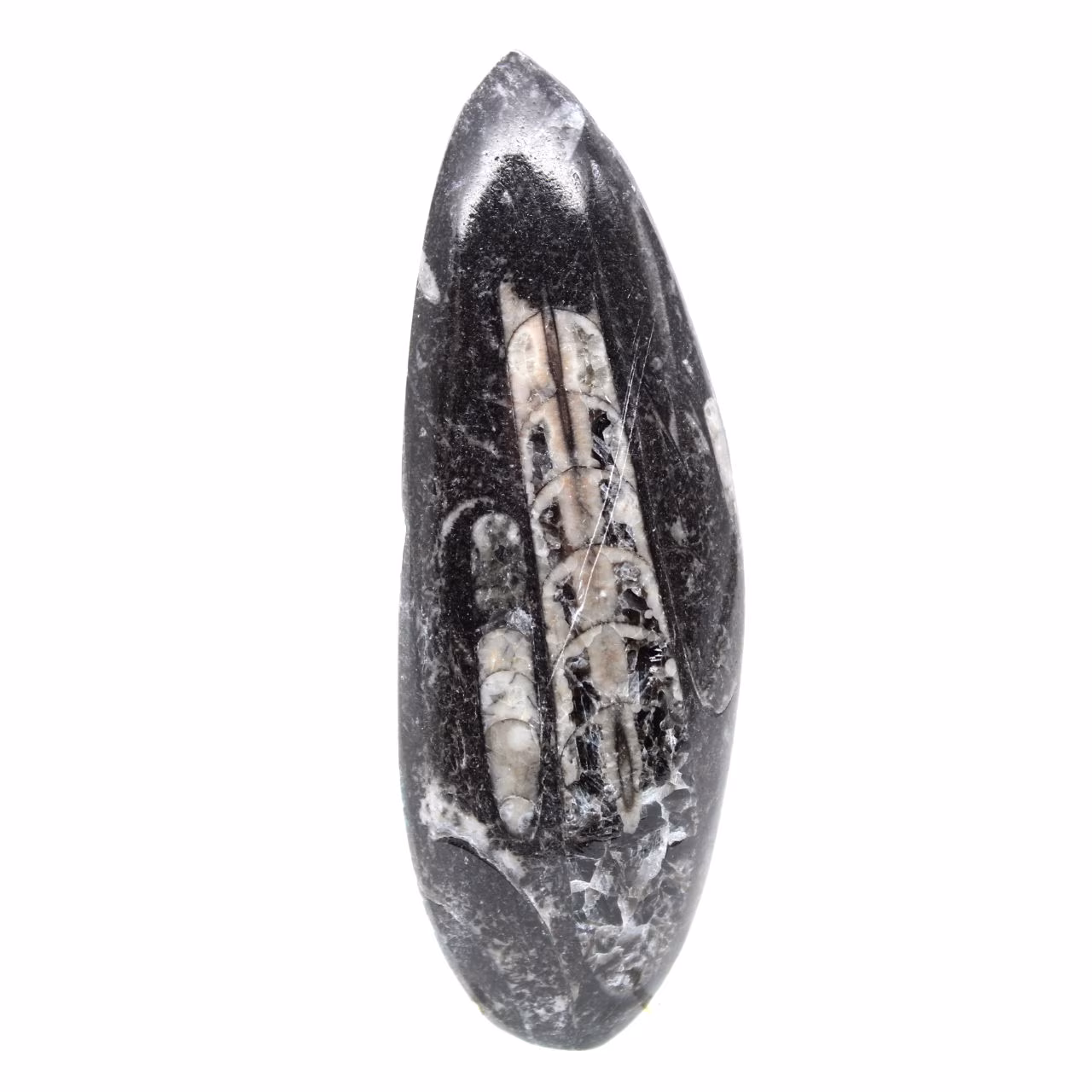 Orthoceras fossile