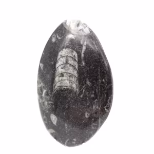 Orthoceras fossile dal Marocco