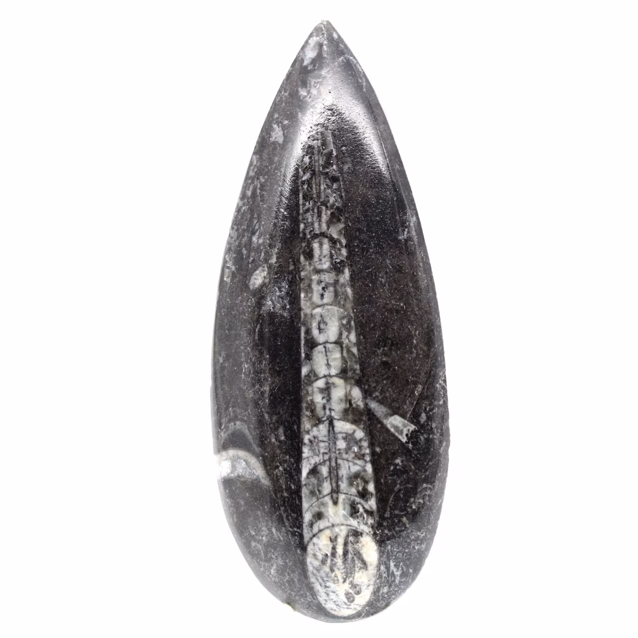 Orthoceras fossile