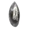 Orthoceras fossile dal Marocco - 0