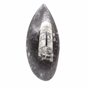 Orthoceras fossile dal Marocco