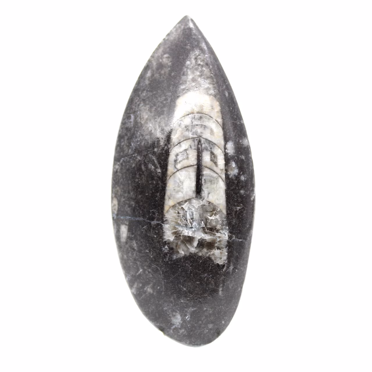 Orthoceras fossile dal Marocco