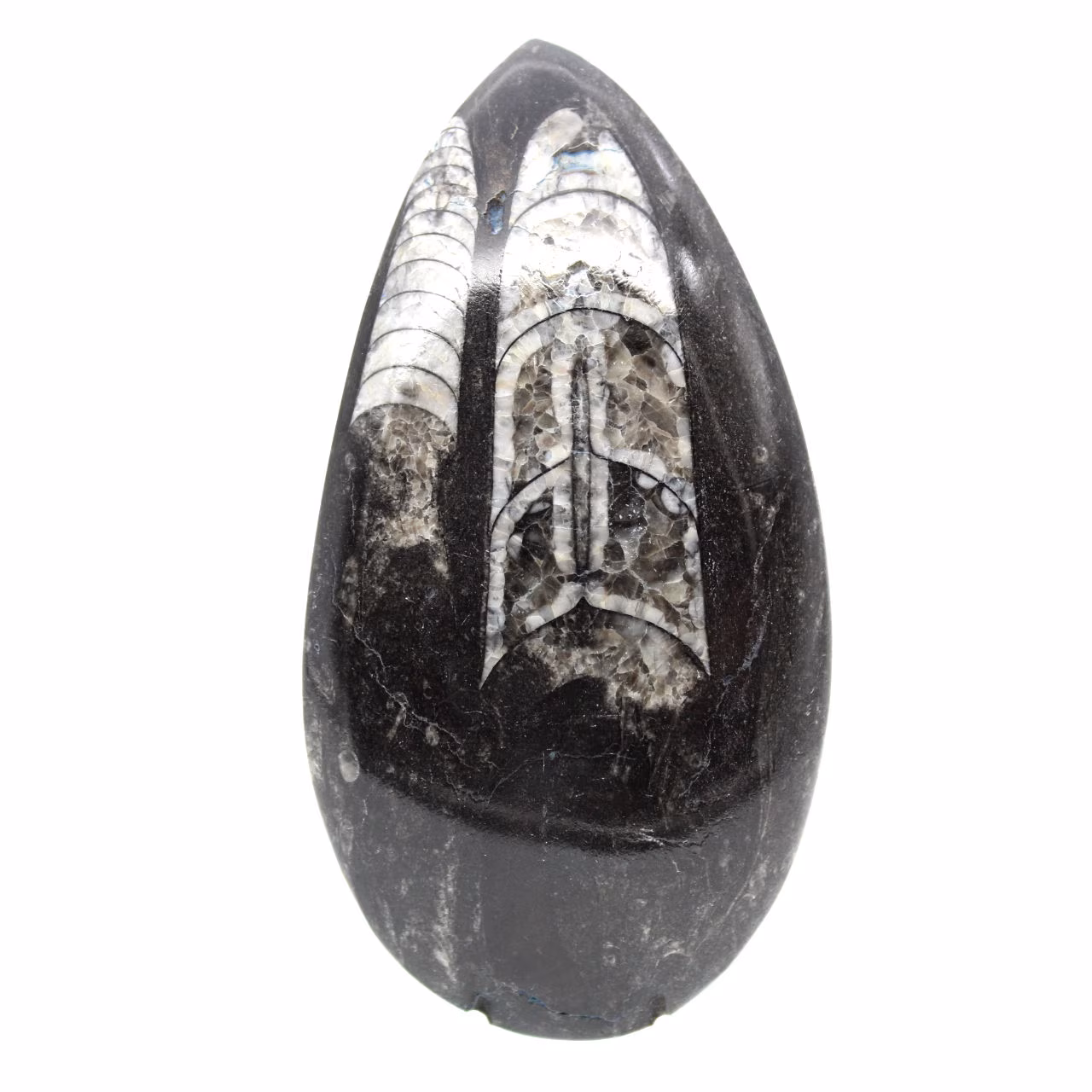 Orthoceras fossile